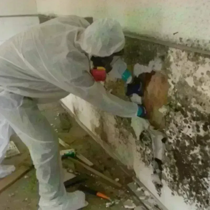 Mold Remediation and Removal in Ixonia, WI